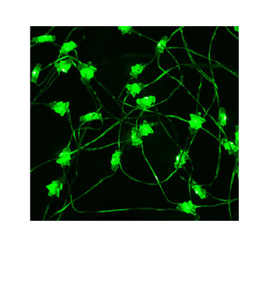 Battery Operated Green Christmas Led String Lights With High Brightness
